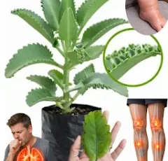 727823783 122316468686196582 2282783902120133322 n