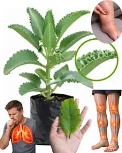 727823783 122316468686196582 2282783902120133322 n
