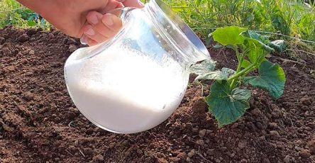 Astuce tomates concombres 650