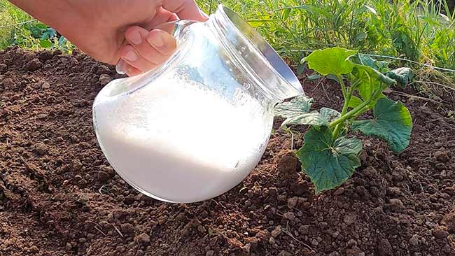 Astuce tomates concombres 650